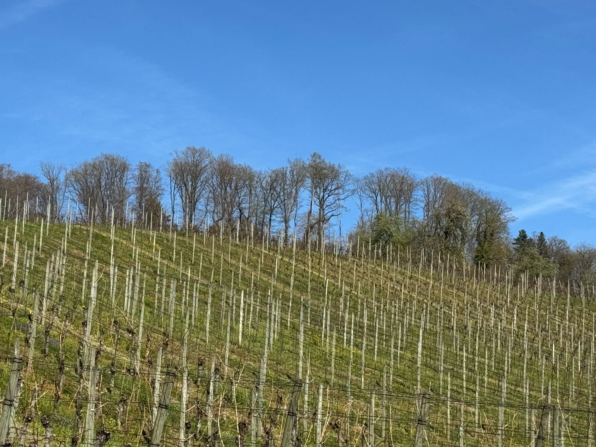 Rebberg Klosterhof Aesch LU